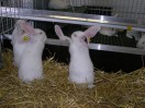 Kaninchen im Bodenhaltungsabteil