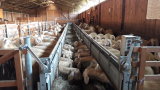 Schafe fressen am Futterband