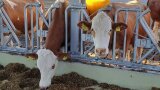 Eine Kuh die frisst und eine Kuh an der Kratzbürste