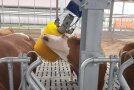 Eine Kuh an der Kratzbürste