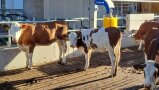 Jungrinder im Freien