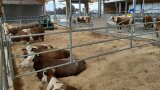 liegende Kühe im Stall