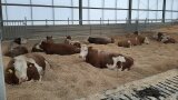 Kühe liegen im Stall