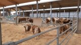Rinder im Kompostierungsbereich