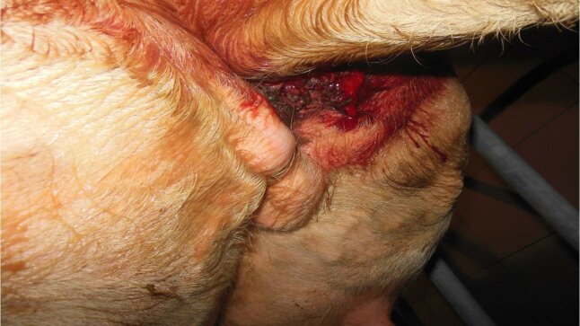 Entzündetes Euter mit Blut