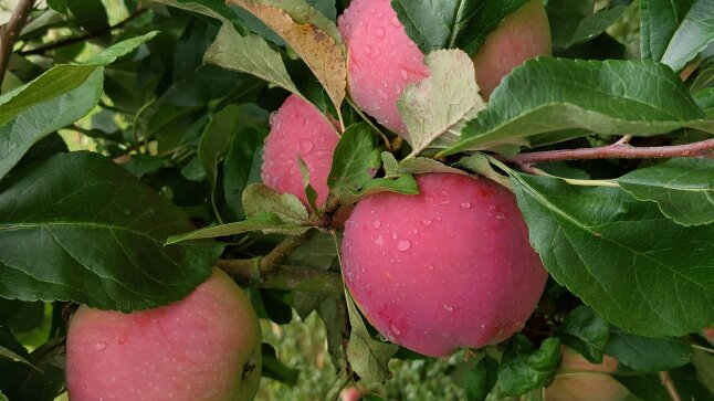 Apfel am Baum