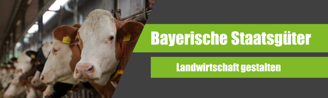 Eine Kuh, dazu der Text "Bayrische Staatsgüter. Landwirtschaft gestalten"