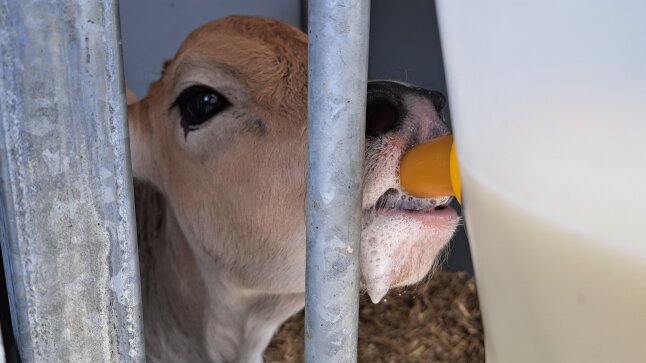 Ein Kalb trinkt