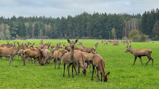 Viele Rehe und Dammwild stehen auf einer grünen Wiese im Hintergrund ist ein Wald