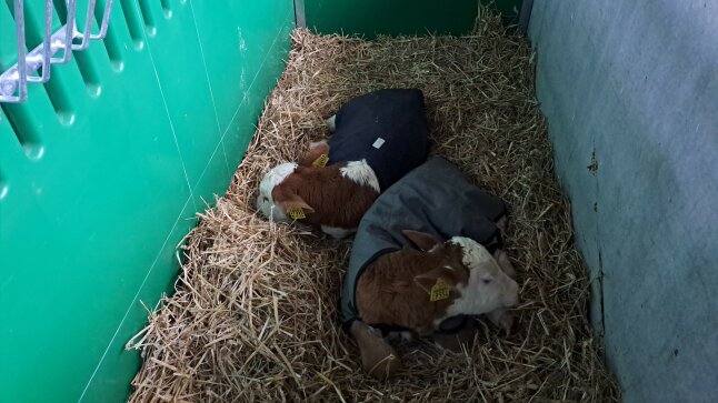 2 Kälber mit Decke im Stall