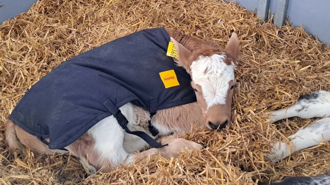 Kälbchen liegt mit Decke im Stroh