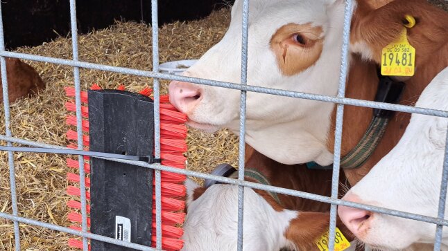 Ein Kalb kaut an einer Bürste