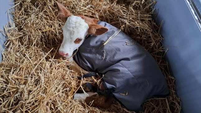 Ein Kalb liegt mit Decke im Stroh