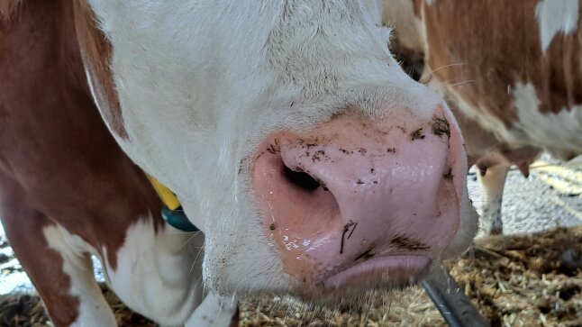 Nase einer Kuh mit Schleim