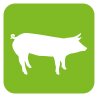 Stilisertes Schwein auf grünem Hintergrund, sinnbildlich für "Schweinehaltung"
