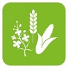 Stilisierte Pflanzen auf grünem Hintergrund, sinnbildlich für Pflanzenbau