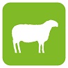 Ein Schaf auf grünem Hintergrund