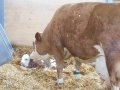Kuh Münsi brachte in der Mittagspause ein Kalb zur Welt