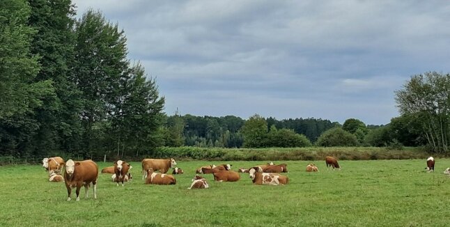 Mutterkühe auf der Weide