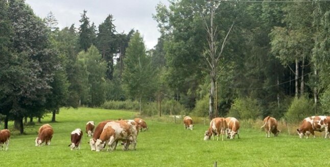 Mutterkühe auf der Weide in Pfrentschweiher