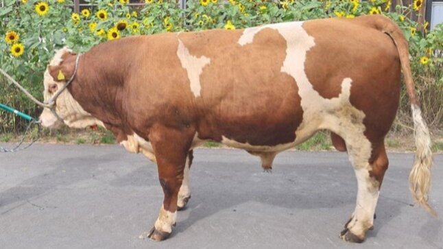 Bulle Vinessio vor Sonnenblumen