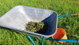 geerntete Seggen im Schubkarren