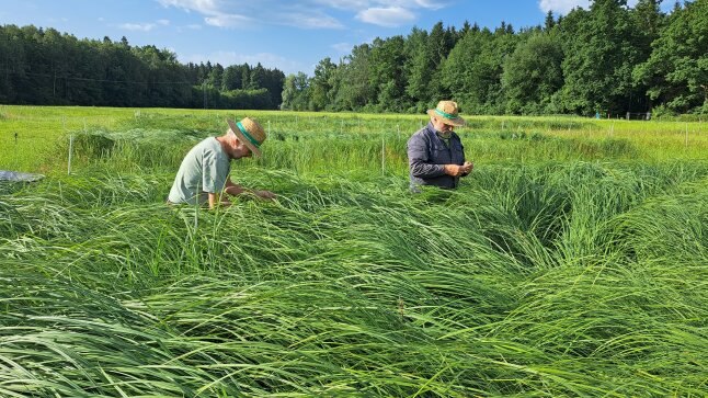 einheitlicherb Bestand: Seggenreinbestand