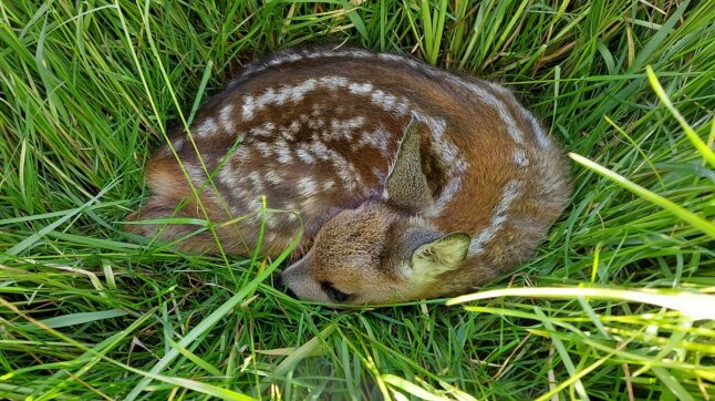 Kitz liegt im Gras