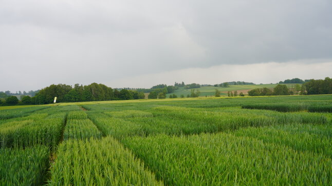 Versuchsflächen