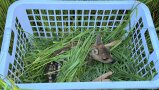 Kitz liegt mit Gras in einem Korb