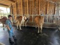 Tierärzte beurteilen Kühe im Stall