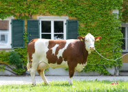 Kuh vor dem Gutshaus in Grub