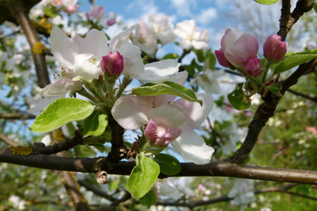 2025-06-25-Grub-Apfelblüte-Streuobst