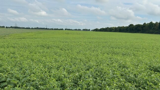 ein grünes Feld im Hintergrund ein Wald