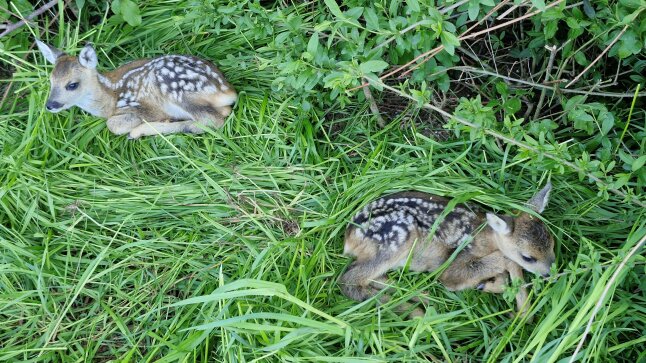 2 Rehkitze liegen im Gras - Freilassung nach der Mahd