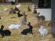 Kaninchen im Stroh