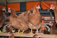 Braun befiederte Hennen in Stallabteil auf Sitzstange