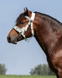 Hengst Varco Kopfbild