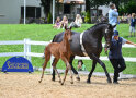 Fohlen v. Valenziano a.d. Golden Bay v. Bailando