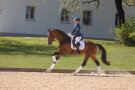 2025-05-21 Schwaiganger Hengst San Valentino Galopp 