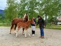 2025-05-26 Schwaiganger Kindertag Fohlentaufe Nala