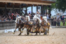 2024-09-19 Gestütsschau 2024 Haflinger Quadriga Claus Luber