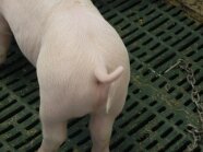 Haltung Unversehrte Ferkelschwänze