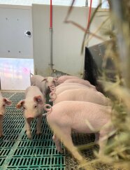 Ferkel mit intakten Ringelschwänzen stehen im Außenklimastall am Futtertrog