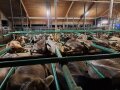 Mehrer brauen Kühe liegen im Stall