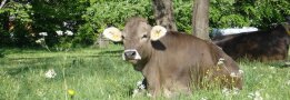 Braune Kuh liegt auf grüner Wiese