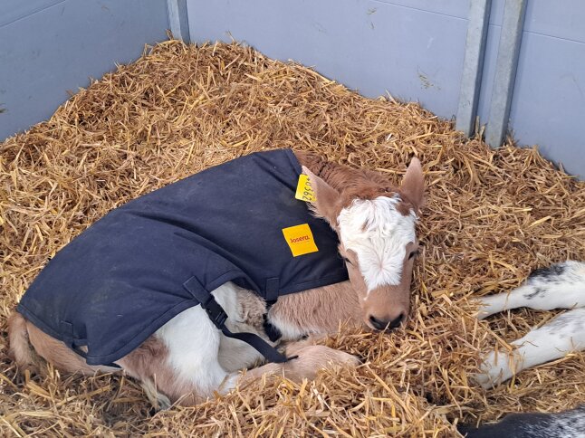Ein Kalb liegt in der Kälberbox abgedeckt mit einem Mantel auf Stroh